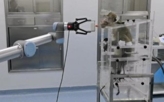 Maymunlar Düşünce Gücüyle Robotik Kolu Hareket Ettirdi.