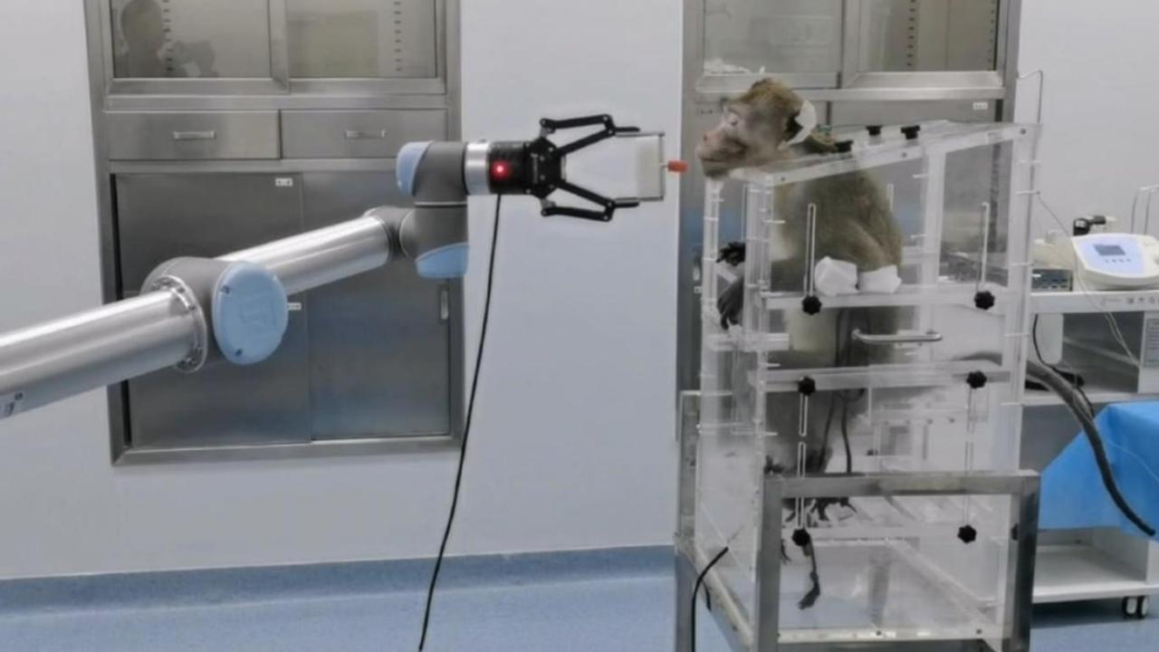 Maymunlar Düşünce Gücüyle Robotik Kolu Hareket Ettirdi.